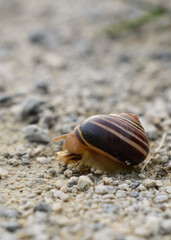 Snail 