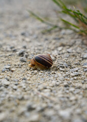 snail on the sand