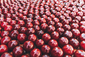 Berries of ripe cherries are stacked in rows.