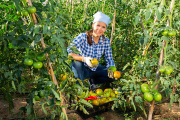 Happy farm owner picks ripe tomatoes on the farm field