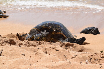 波打ち際のウミガメ