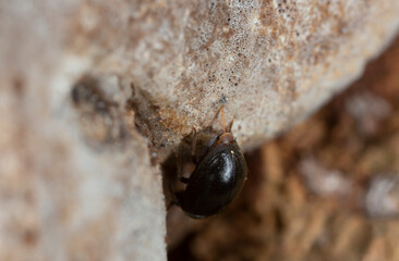 Female Dorcatoma dresdensis laying eggs in polypore