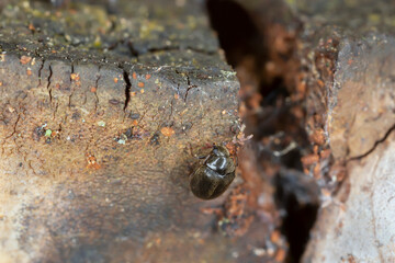 Dorcatoma dresdensis on polypore