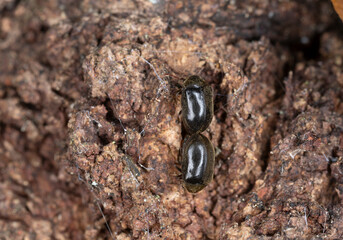 Mating Dorcatoma dresdensis on polypore