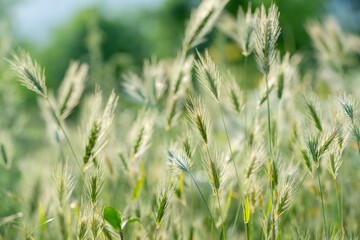 Closeup of ears of wild cereal crops at daylight sway in wind, selective soft focus. Summer landscape, blurred background. Sunlit decorative green grass. Low DOF