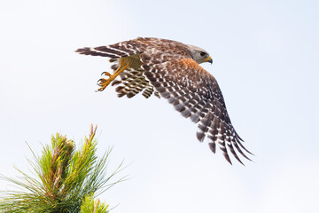 Red shouldered hawk (Buteo lineatus) taking off and flying in Sarasota, Florida