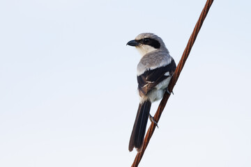 Loggerhead shrike (Lanius ludovicianus) perched on a wire against a simple background in Sarasota, Florida