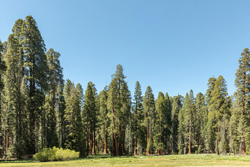 huge sequoia trees at the place called meadow in Sequoia tree national park