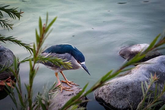 blue heron ardea cinerea