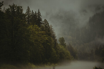 Fog in the Forrest of the Pacific North West