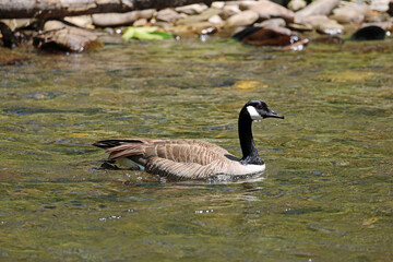 Canada goose - Great Smoky Mountains National Park, North Carolina