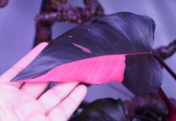 Beautiful pink and dark green variegated leaf of Philodendron Pink Princess, a popular houseplant © Khairil