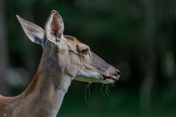 Fototapeta premium portrait of a deer looking away
