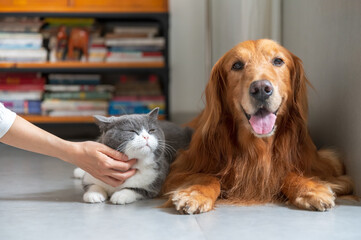 Golden retriever and british shorthair lie on the floor and scratch the cat with their hands