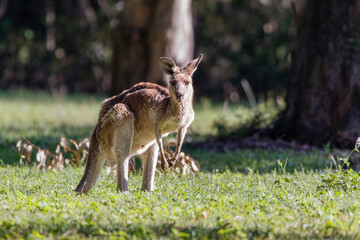 Kangaroo watching