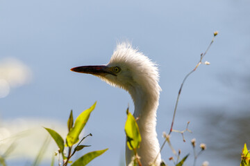 Egret portrait