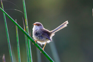 Fairy wren