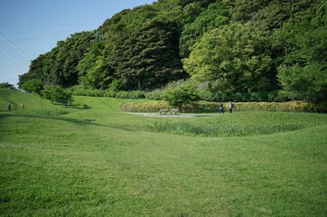 引地川親水公園の湿生植物園2