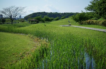 引地川親水公園の湿生植物園3