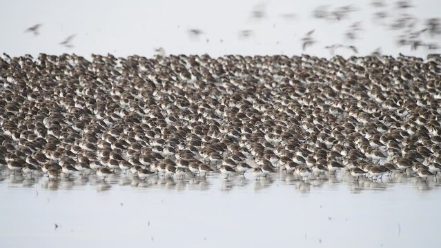 Dunlin landing to join a large flock standing on a mudflat and reflecting
