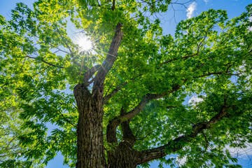 陽光と緑の樹木