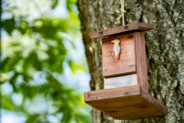 鳥の巣箱を木に設置する