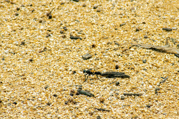 Flying ant (alate) resting on yellow sand