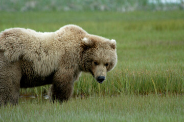 Brown Bears Katmai Peninsula