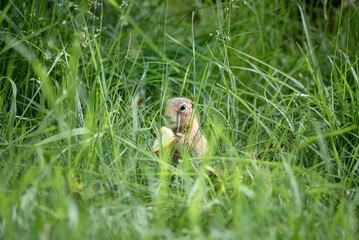 Naklejka na ściany i meble a small young ground squirrel is hiding in the tall green grass and eating an apple