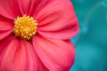 pink dahlia mignon, a beautiful photo for postcards and invitations. Flower on the side of the frame with blurred petals, blue background, selective focus