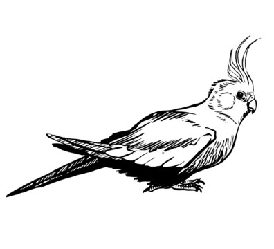 Black and white ink illustration of a cockatiel parrot.
