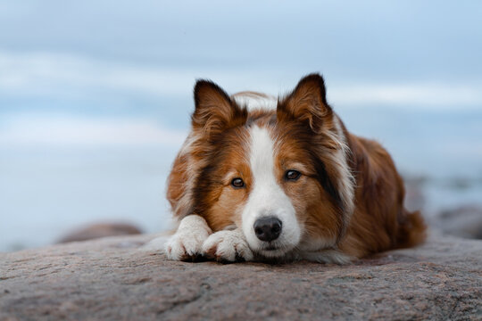 The dog lies on a stone on the sea. Vacation with a pet. Red and white border collie