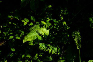 Ferns basking in the sunlight in a dark forest 2