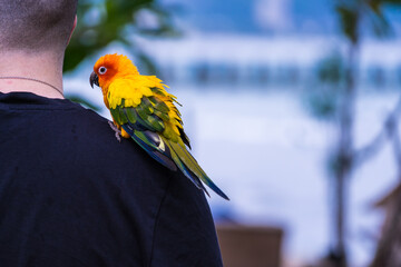 Obraz premium Phuket, Thailand - May, 07, 2022 : A beautiful parrot perched on a tourist's shoulder in the resort at Phuket, Thailand.