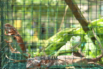 iguana in a cage on a blurred background in the daytime.  exotic pets