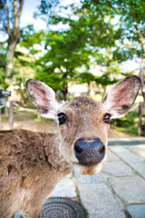 Naklejka na ściany i meble A portrait of the female deer. Nara Japan 