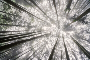 Shoot the forest trees of Alishan Mountain in Taiwan, China from an upward view