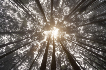 Shoot the forest trees of Alishan Mountain in Taiwan, China from an upward view