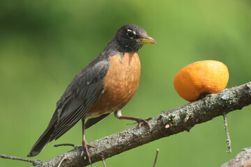 Robinf eeding chicks or having orange fruit for desert
