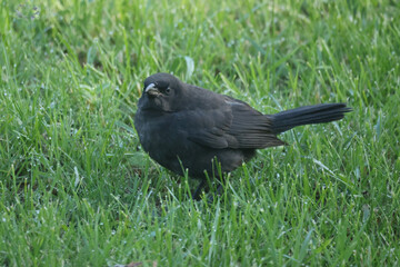 Juvenile Grackle being fed on ground by hard working Mom on summer day