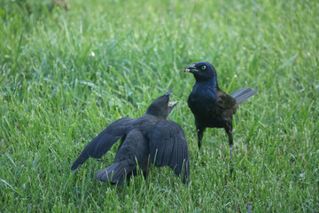 Juvenile Grackle being fed on ground by hard working Mom on summer day
