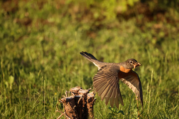 Mother and Father Robin working hard to feed chicks in nest built on windowsill on summer evening