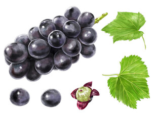 美しい巨峰のイラスト素材セット