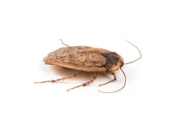 close-up cockroach isolated on white background
