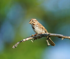 song sparrow standing on the tree branch in spring
