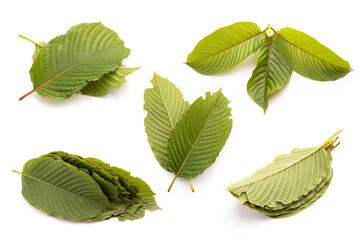 Fresh Mitragyna speciosa leaf or kratom tree. Studio shot isolated on white