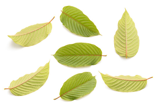 Fresh Mitragyna speciosa leaf or kratom tree. Studio shot isolated on white