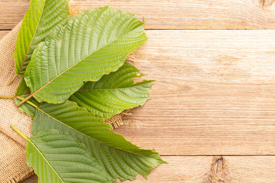 Fresh Mitragyna speciosa leaf or kratom tree on wooden table background.
