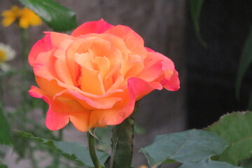 薔薇　リオサンバ