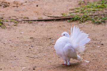 white doves with beautiful fluffy tails on the track in the park on a summer day